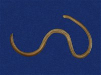 藏品(盲蛇)的圖片